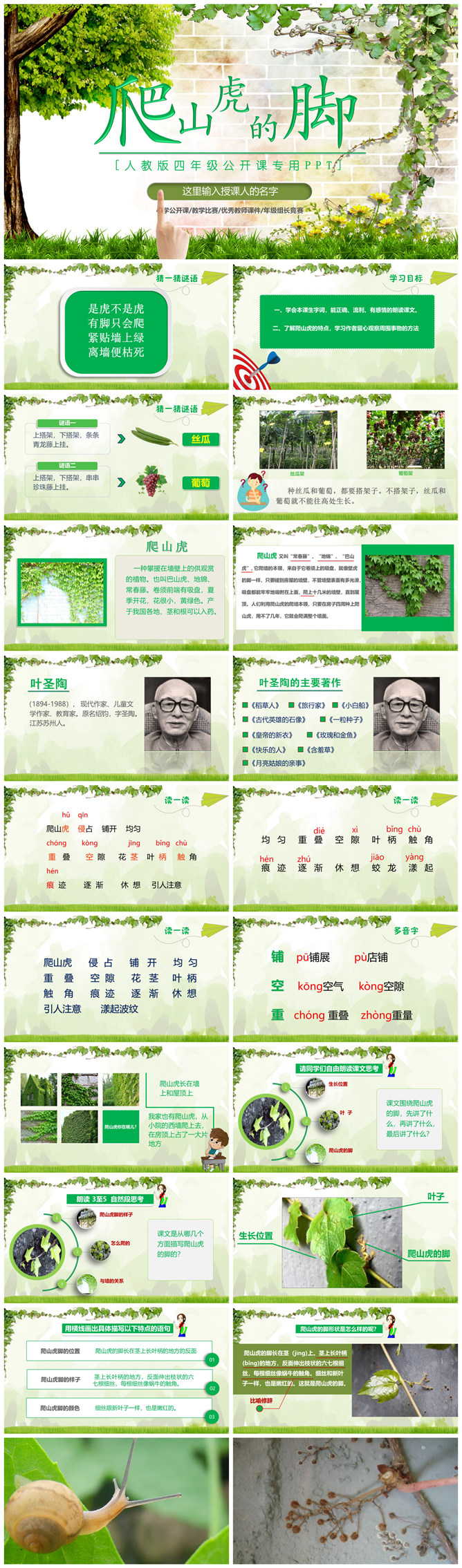 爬山虎的脚PPT课件2