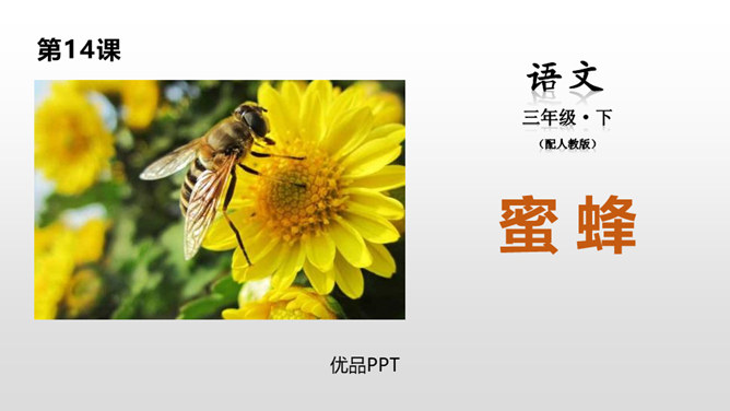 蜜蜂PPT课件1