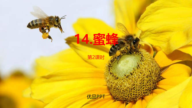 蜜蜂PPT课件4
