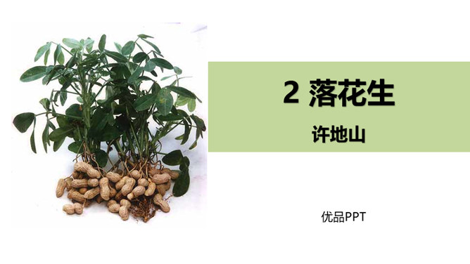 落花生PPT课件5