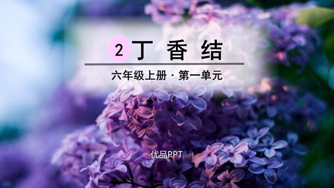 丁香结PPT课件6