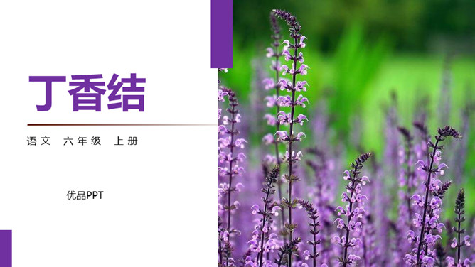 丁香结PPT课件7