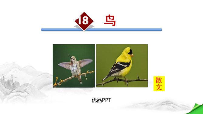 鸟PPT课件3