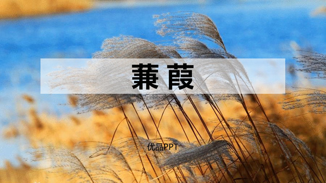 蒹葭PPT课件4